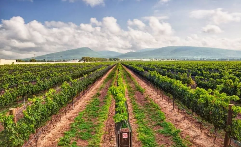 Vineyard