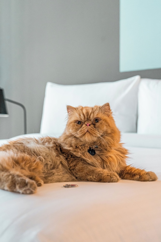 Pet-friendly