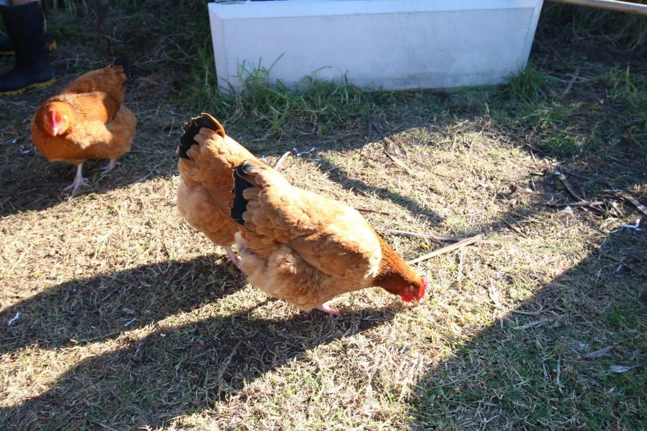 The Red Hen And Dog — hotel near Whakatāne Airport