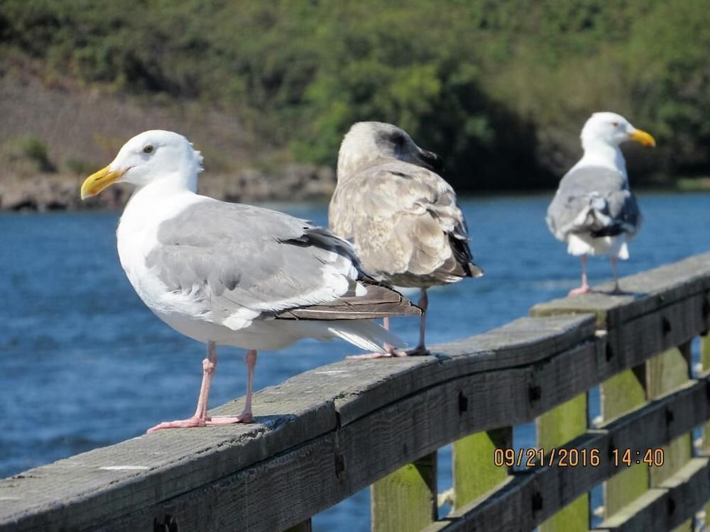 The Waldport Inn - photo 32