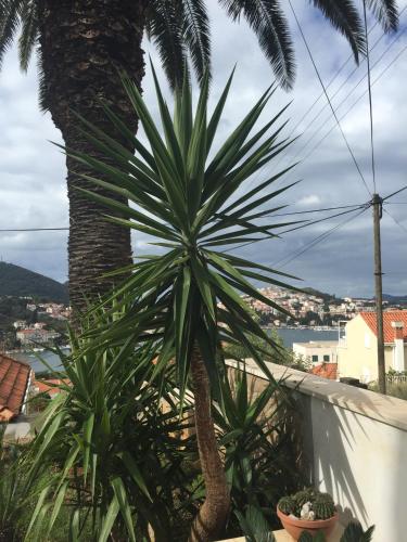 Apartments Dubrovnik Palm Tree Paradise