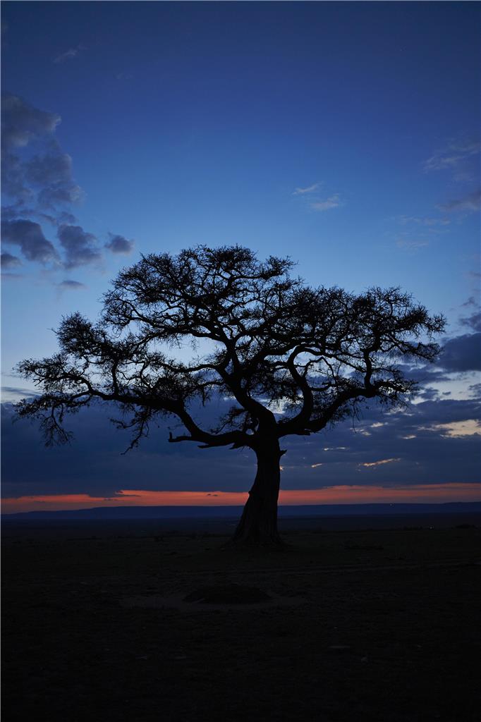 KIMRE1_sunset, tree