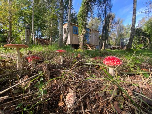 Sapphire forest garden shepherd s hut in Church Stretton, United Kingdom