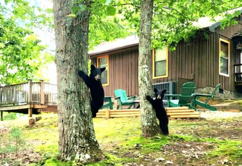 Authentic Rustic Cute & Cozy - last minute hotel in Pigeon Forge