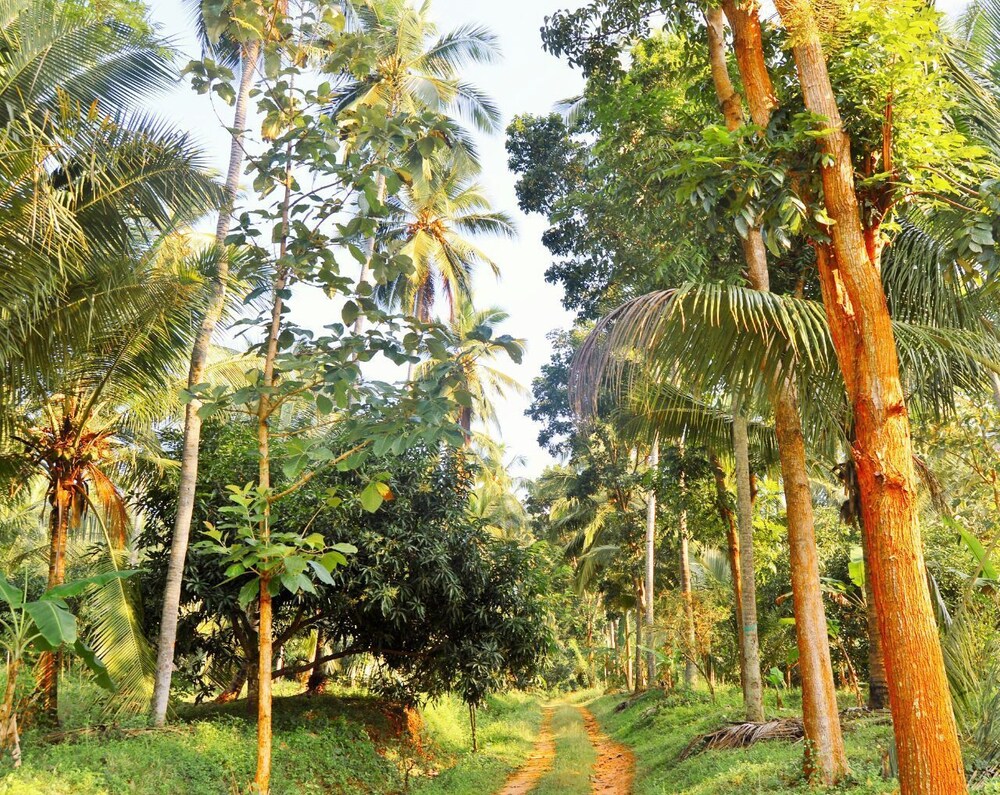 The Tree - carbon neutral hotel in Dambulla