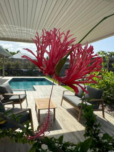 Nakolodge 2 chambres piscine et jardin privatifs — 4-Star Luxury Hotel in Sainte-Anne, Guadeloupe