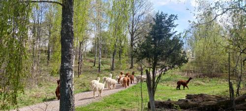 Månsarps skogs och alpackagård — Vimmerby — photo 2