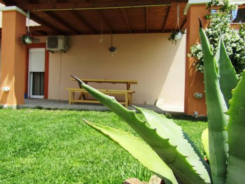 Olive Grove House — Limenaria — photo 4