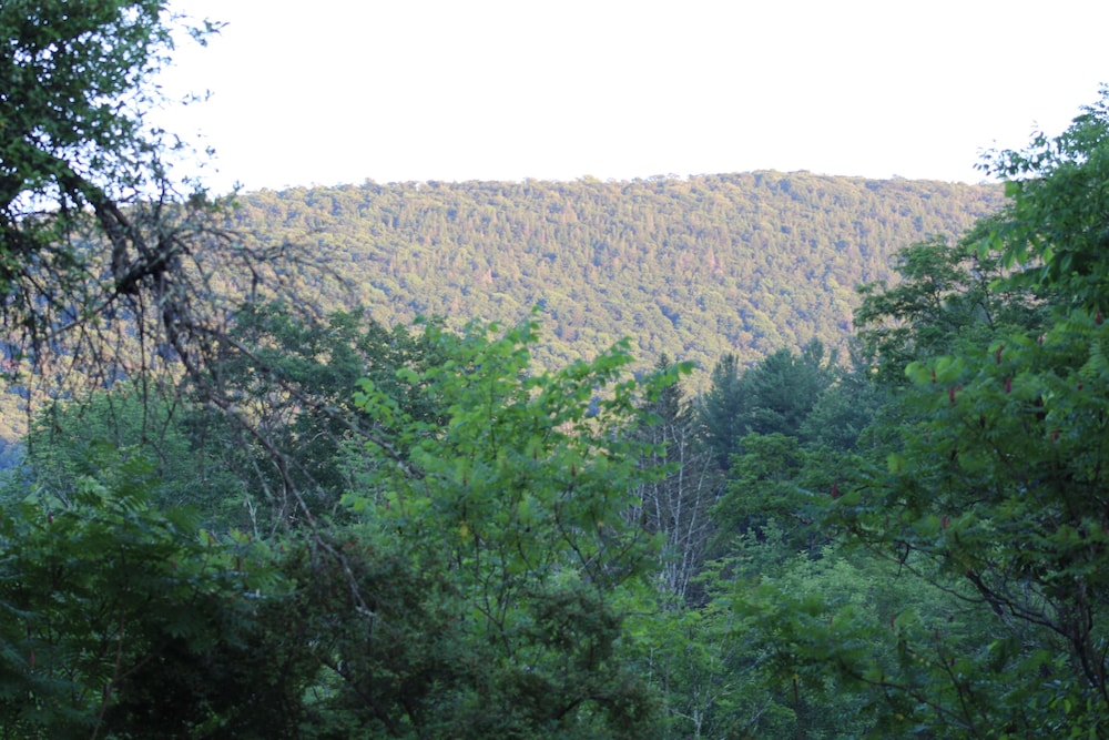 Catskill Seasons Inn - photo 109