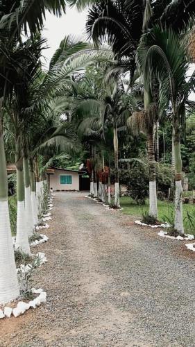 Palmenhaus — Pomerode