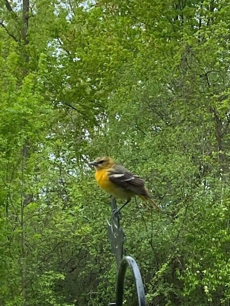 The Sanctuary On Huron River - photo 20