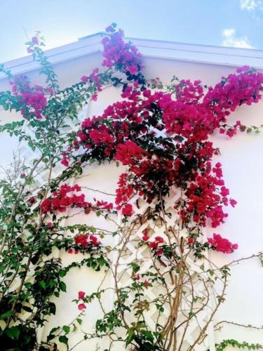 Orchid Estate #2 - photo 8