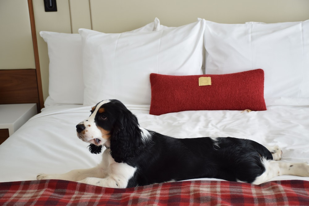 Limelight Hotel Aspen - photo 36