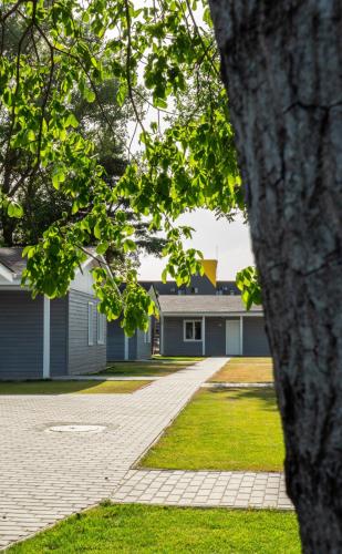 Poiana cu flori in Satu Mare, Romania