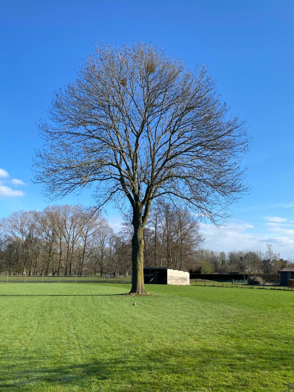 De Oude es