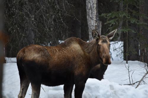 Backwoods Lodge — Summit — photo 2