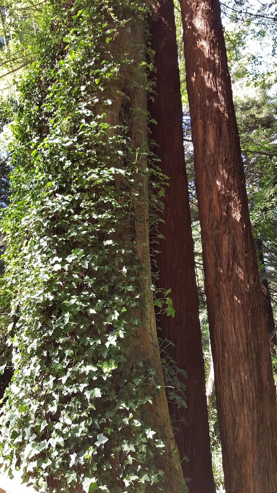 Emerald Forest Cabins - photo 94