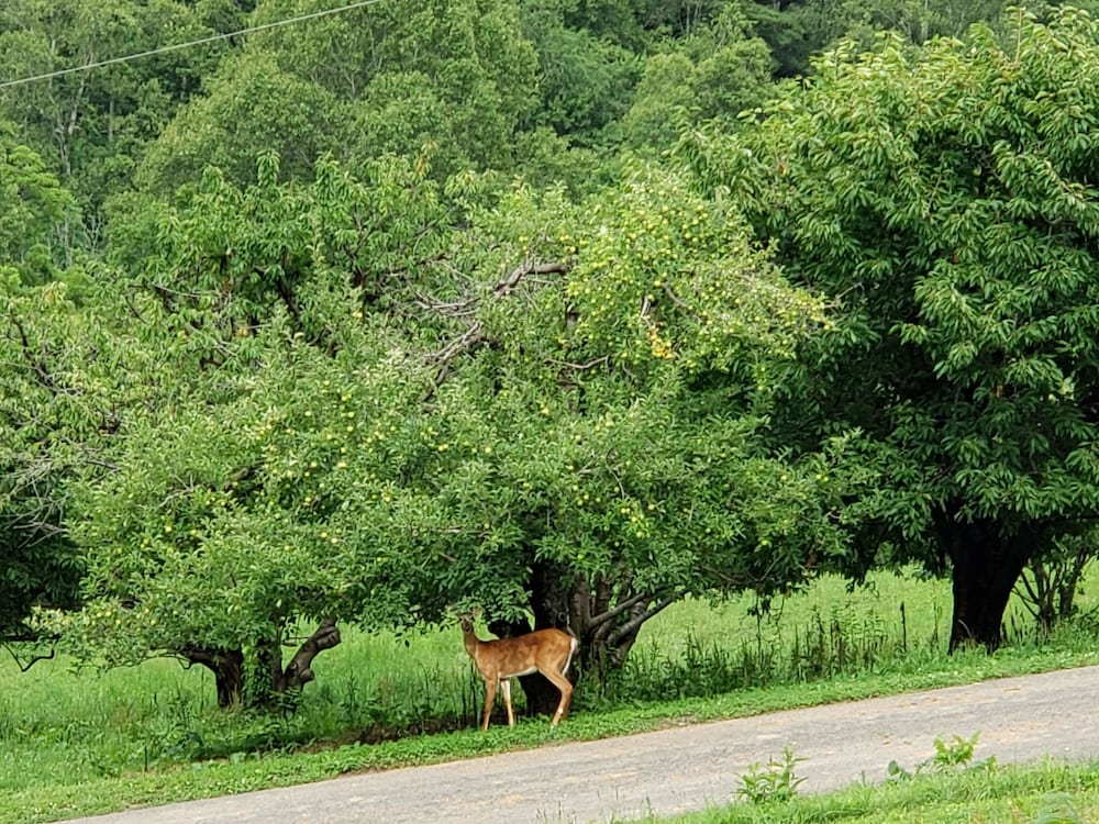 Blue Ridge Manor B&B - photo 47