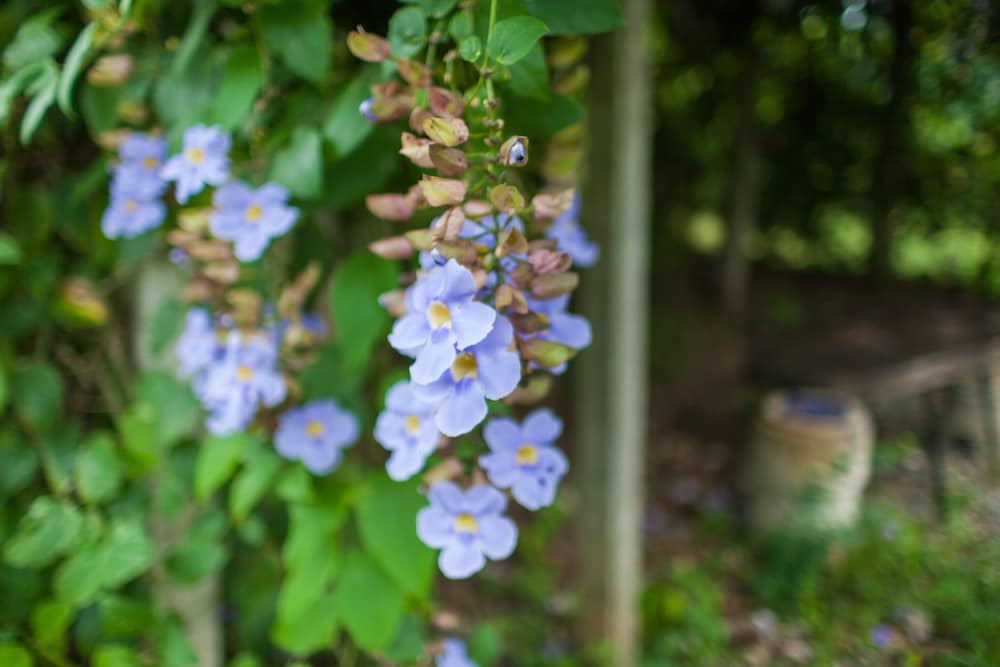 Hotel Hamacas in San Jorge, Nicaragua