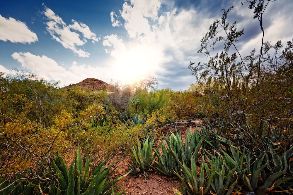 Crowne Plaza Phoenix Airport PHX by IHG - photo 93