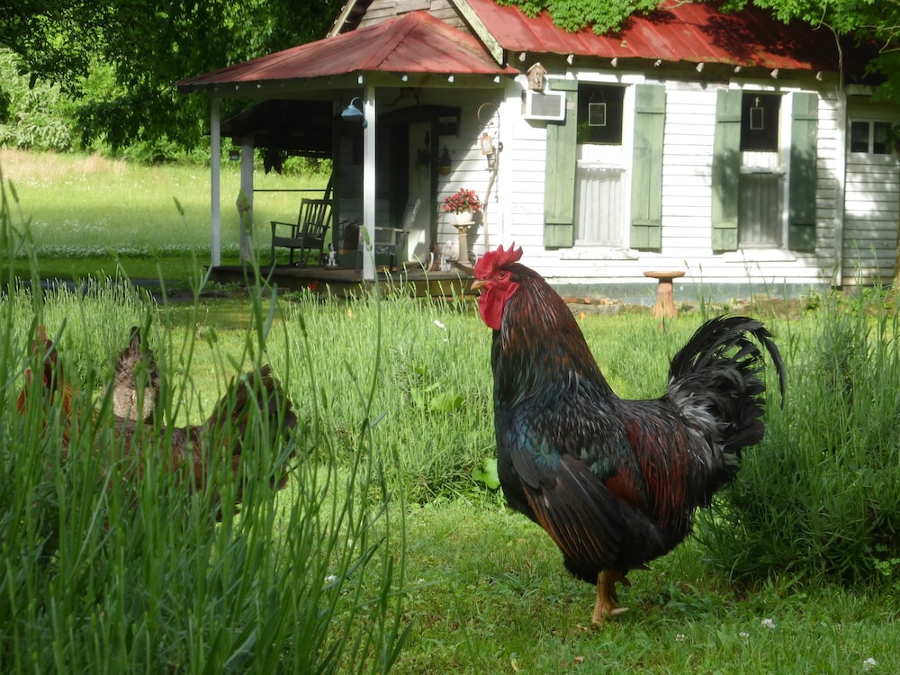 Mulberry Lavender Farm and B&B - photo 16