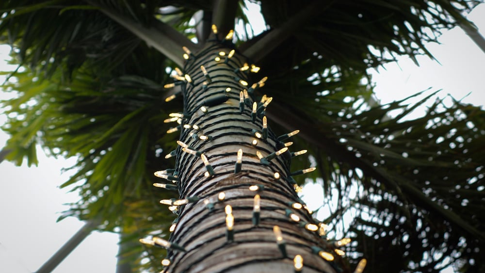 Holiday Inn Tampa North - photo 42
