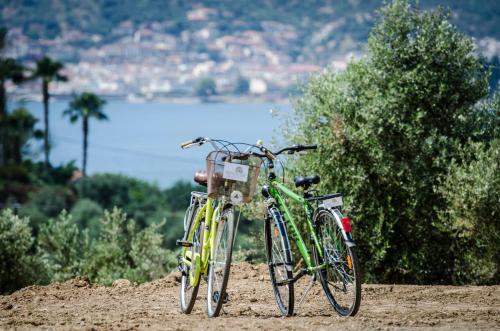 The Olive Yard in Gytheio, Greece