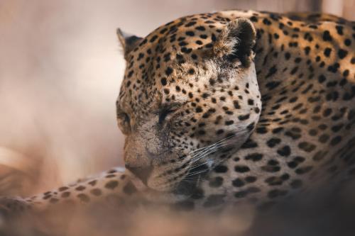Okonjima Luxury Bush Camp — Otjiwarongo — photo 2