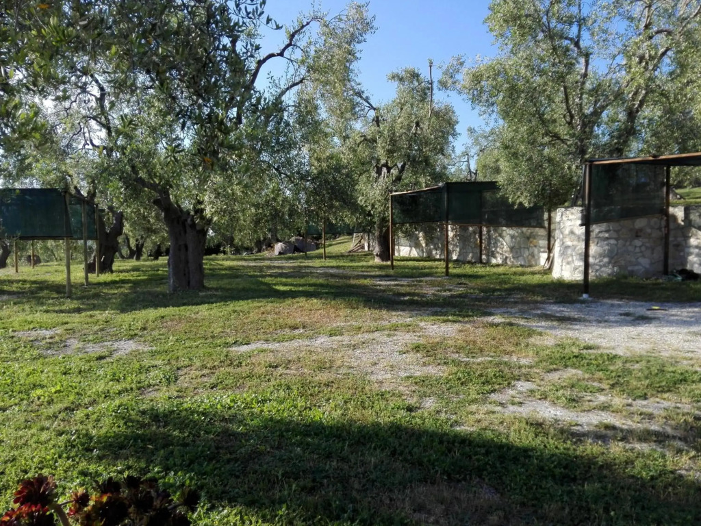 Valle degli Ulivi in Vieste, Italy