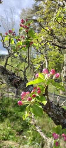 Månsarps skogs och alpackagård — Vimmerby — photo 5