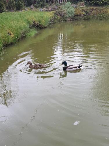 Namiņš Amrai in Ventspils, Latvia