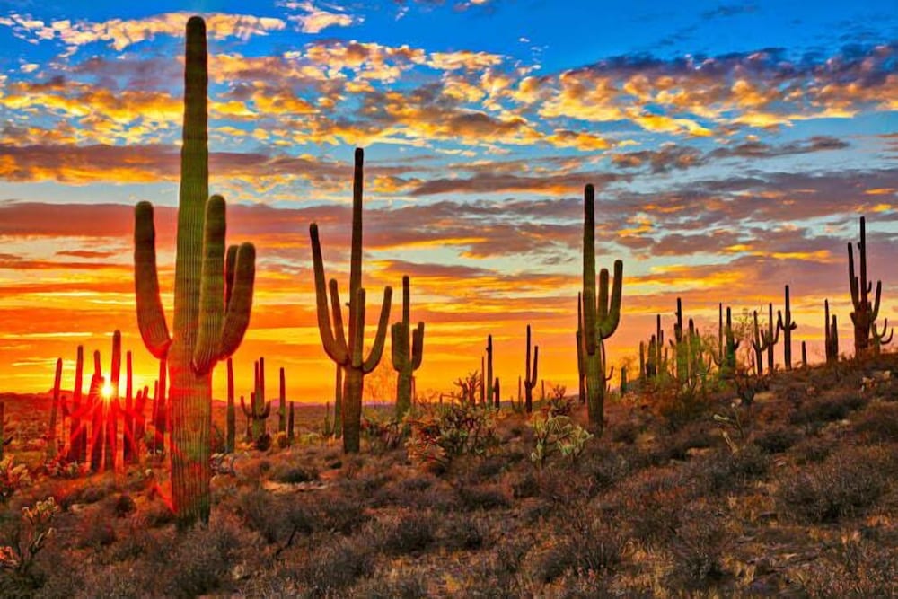 Sonesta Tucson - photo 18