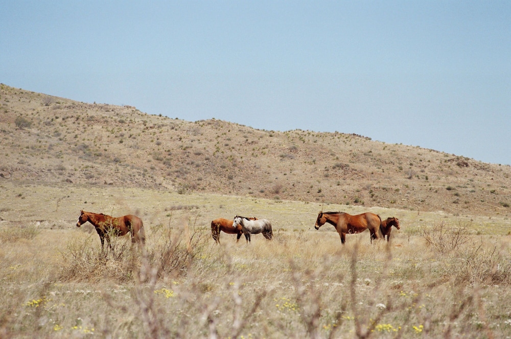 The Holland Hotel - photo 50