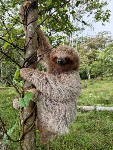 Posada Rural Río Celeste in Bijagua, Costa Rica