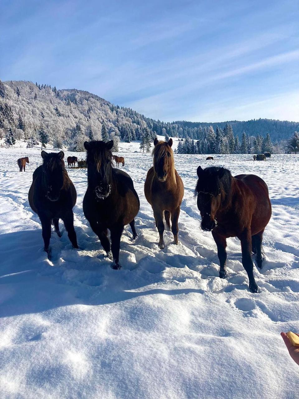 Chata na Zbojskej Zbojská in Unknown City, Slovakia