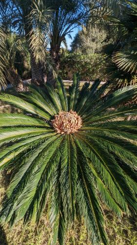 El Collado — Cullera — photo 5