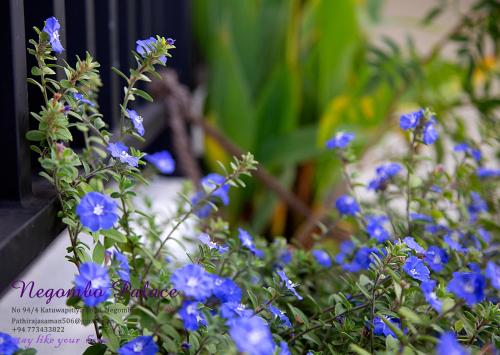 Negombo Green Palace - last minute hotel in Negombo
