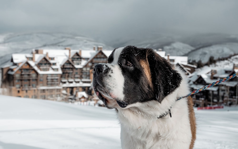 The Ritz Carlton Bachelor Gulch - photo 95
