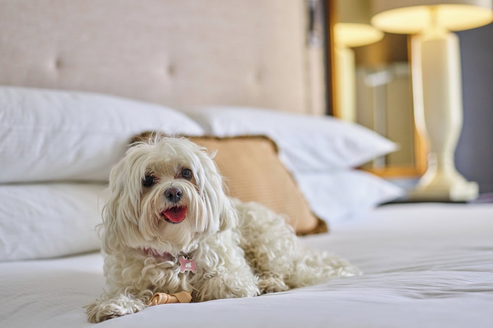 The Brown Palace Hotel and Spa Autograph Collection - photo 54