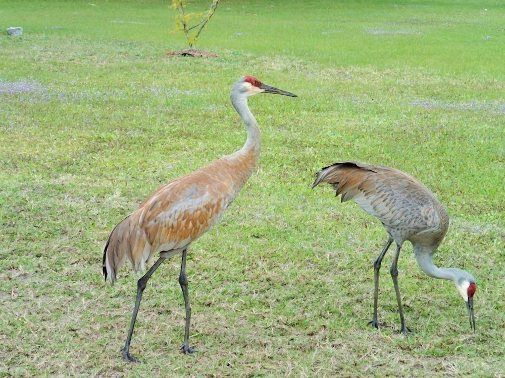 Be Inn Punta Gorda - photo 21