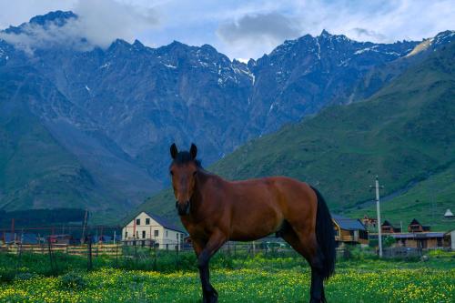 Savalley Kazbegi