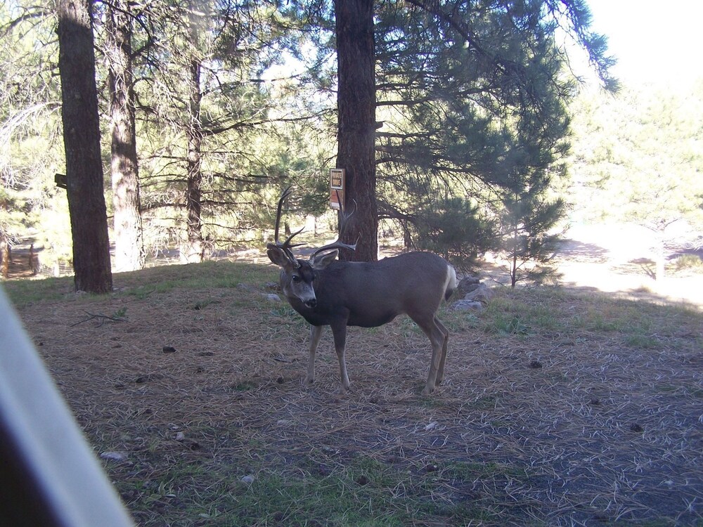 Arizona Mountain Inn and Cabins - photo 328