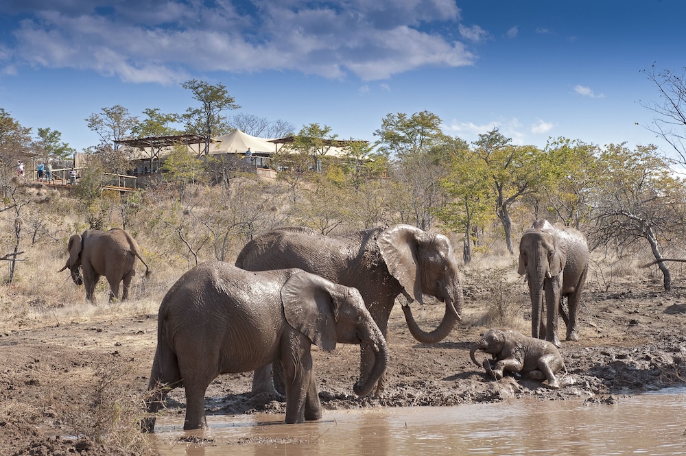 The Elephant Camp — 4-Star Luxury Hotel in Victoria Falls, Zimbabwe