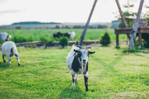 Agroturystyka Nad Łąkami in Klodzko, Poland