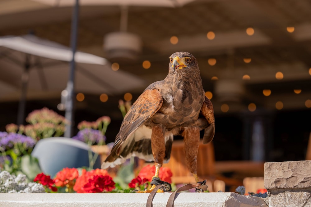 The Canyon Suites at The Phoenician Luxury Collection - photo 83