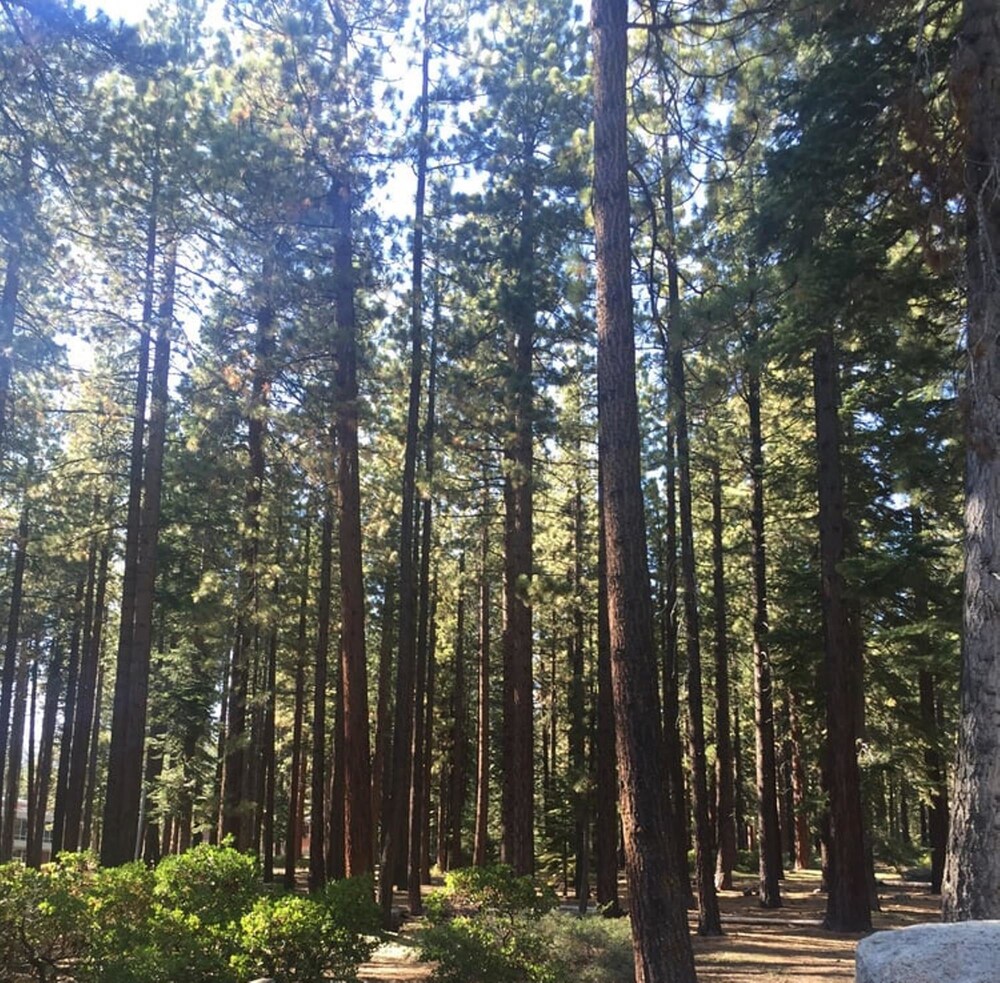 Club Tahoe - photo 19