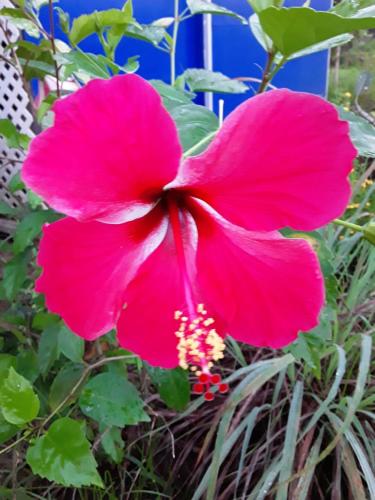 Royal Tapo Tapo — hotel near Raiatea Airport