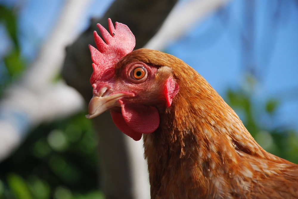 La Tinassara in Lazise, Italy