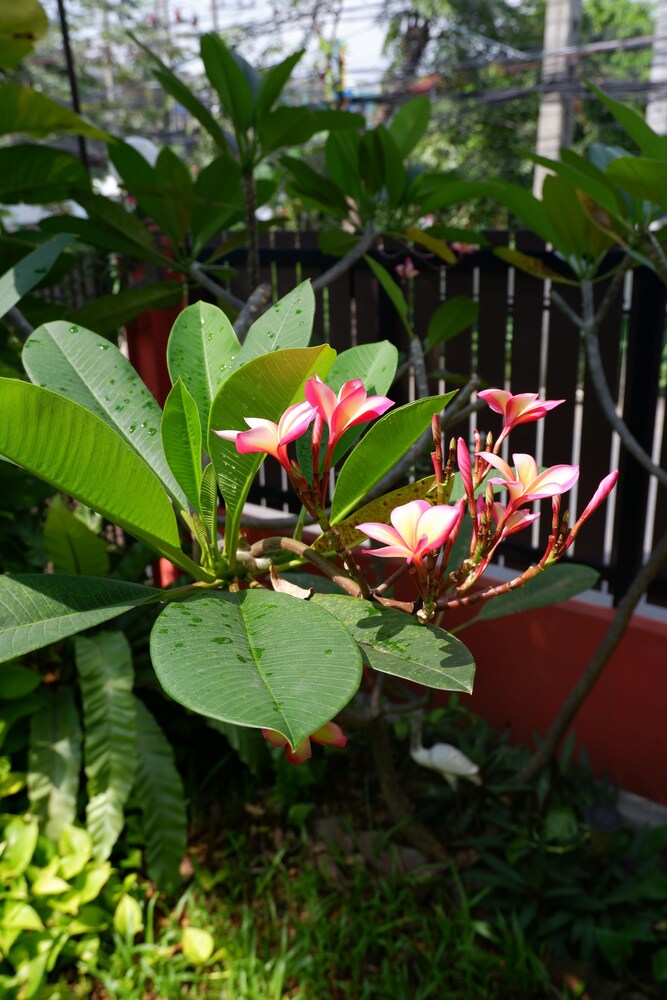 Mon Lodge & Yoga Donmuang