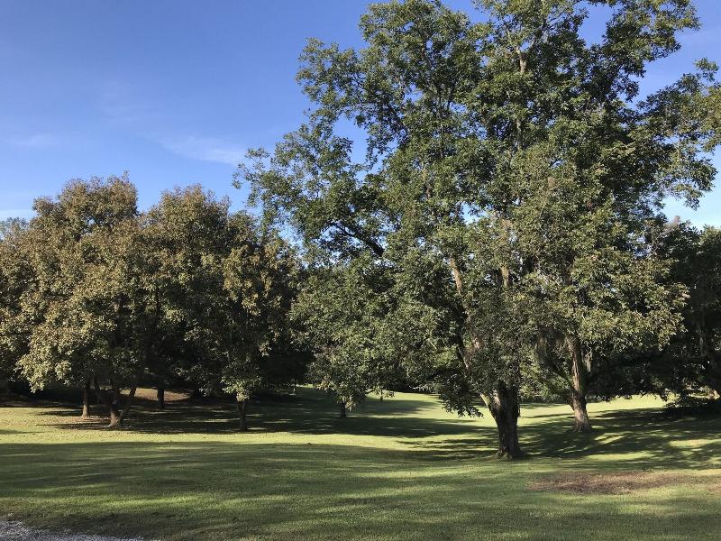 Canemount Plantation Inn - photo 3
